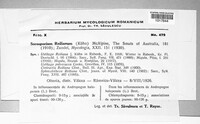 Sporisorium reilianum image
